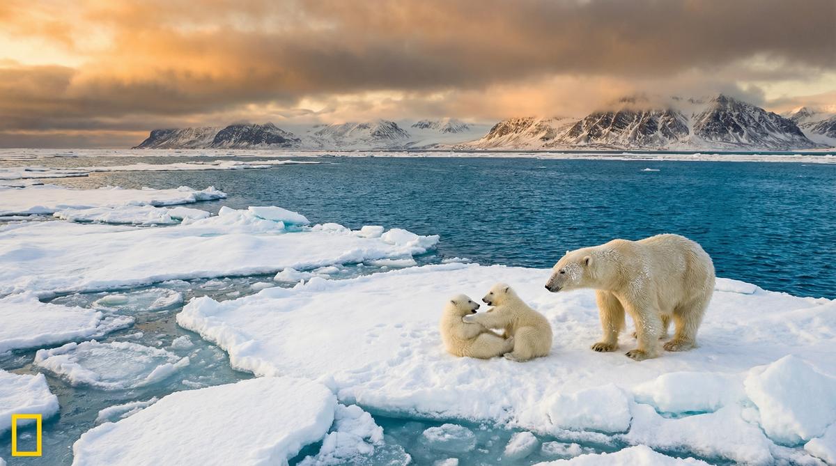 黄色仓库北极熊视频